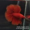 Super Red DTHM Junior