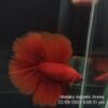 Super Red DTHM Junior