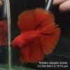 Super Red DTHM Junior