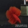 Super Red DTHM Junior