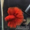 Super Red DTHM Junior
