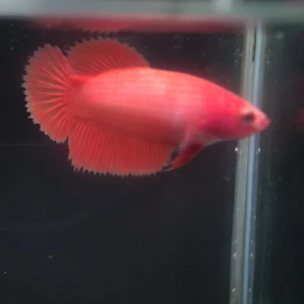 Orange HM STF 22102402
