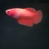Orange HM STF 22102402
