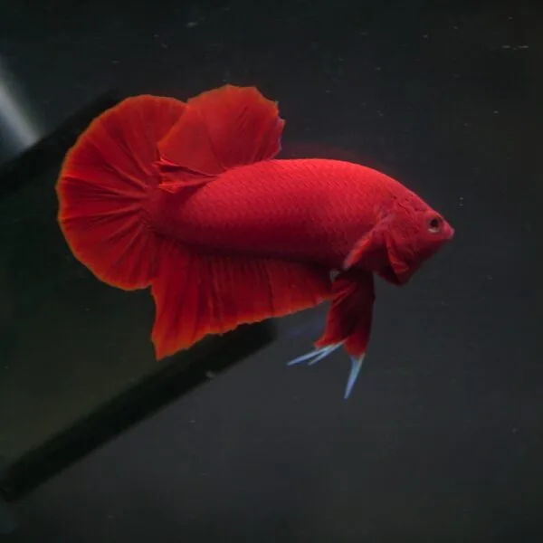 Super Red HMPK Junior 25102403