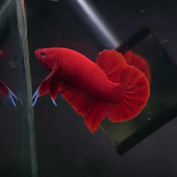 Super Red HMPK Junior 25102403
