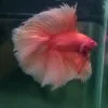SPIKEY.KING Orange DTHM 25102504
