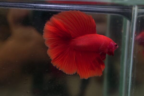 Red DTHM 05102401