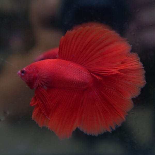 Red DTHM 05102401
