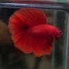 Red DTHM 05102401