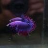 Purplish Maskot CTPK 05102404