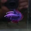 Purplish Maskot CTPK 05102404