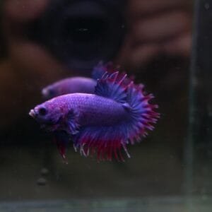 Purplish Maskot CTPK 05102404