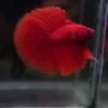 Stunning Red Halfmoon 19102401
