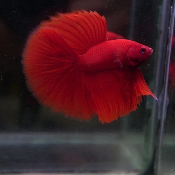 Stunning Red Halfmoon 19102401