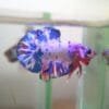 Metallic Multicolor Fancy 30012401