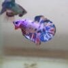 Metallic Multicolor Fancy 30012401