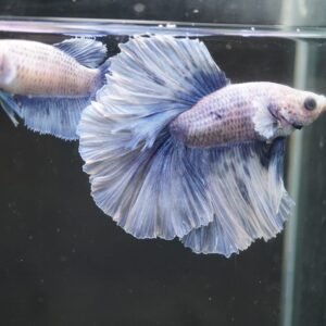 New Arrival Tropical Fish Stock Malaysia 5 DSC03355