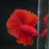 STUNNER Red DTHM 02112402