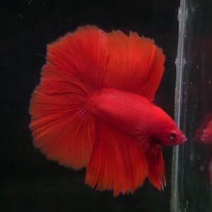 STUNNER Red DTHM 02112402