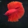 STUNNER Red DTHM 02112402