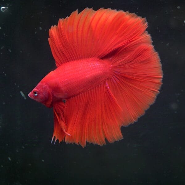 STUNNER Red DTHM 02112402