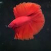 STUNNER Red DTHM 02112402
