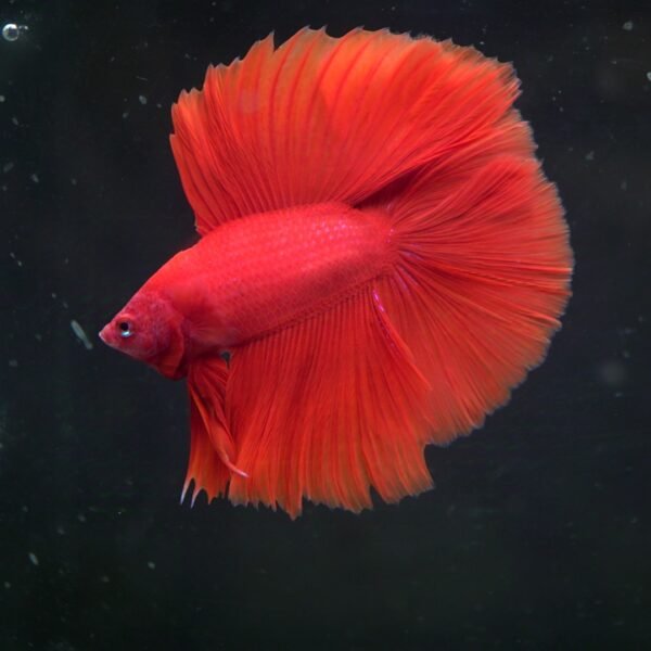 STUNNER Red DTHM 02112402