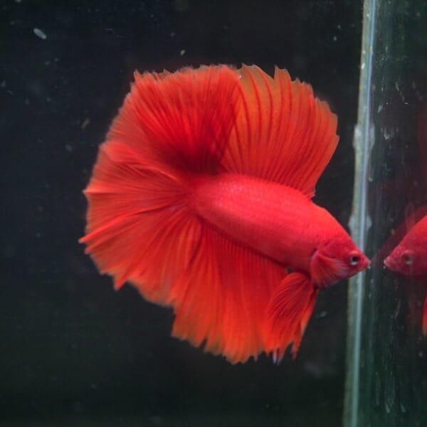 STUNNER Red DTHM 02112402