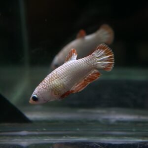 IMG 20241103 010925