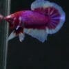 A Stunning Lavender Butterfly HMPK Betta for Your Aquarium