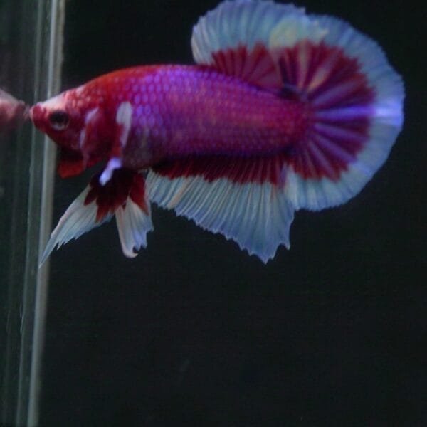 A Stunning Lavender Butterfly HMPK Betta for Your Aquarium
