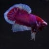 A Stunning Lavender Butterfly HMPK Betta for Your Aquarium