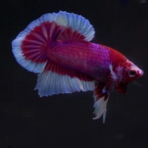 Lavender Butterfly HMPK Betta 