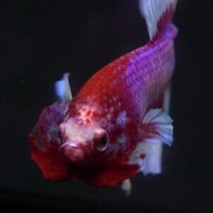 Lavender Butterfly HMPK Betta 