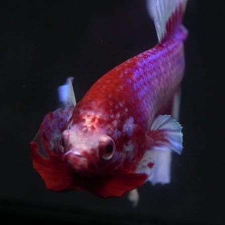 A Stunning Lavender Butterfly HMPK Betta for Your Aquarium