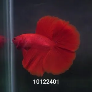 A young red DTHM betta fish showcasing vibrant fins and a double tail in an aquarium.