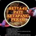 Pati Ketapang Peraman