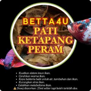 Pati Ketapang Peraman